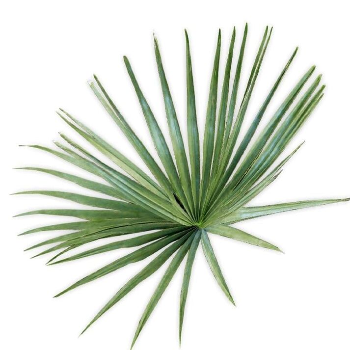 Saw palmetto - composizione UltraMax Testo Enhancer